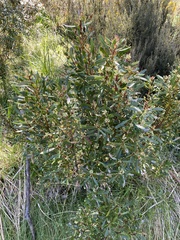 Tasmannia xerophila