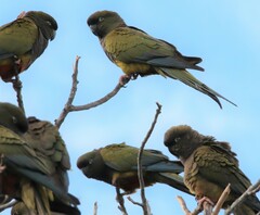 Cyanoliseus patagonus