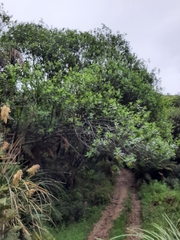 Pittosporum colensoi