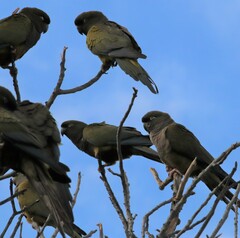 Cyanoliseus patagonus