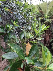 Pittosporum colensoi