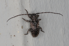 Exocentrus variegatus variegatus