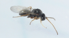 Cynipinae