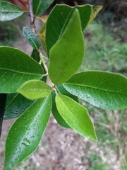 Pittosporum colensoi