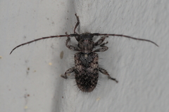 Exocentrus variegatus variegatus