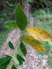 Pittosporum colensoi