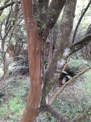 Pittosporum colensoi