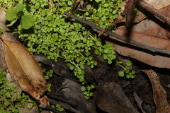 Callitriche muelleri