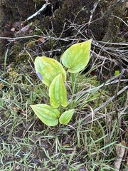 Smilax melastomifolia