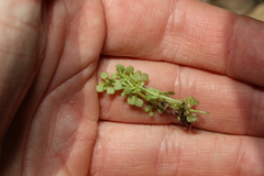 Callitriche muelleri