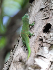 Phelsuma grandis