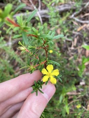 Hibbertia monogyna