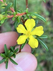 Hibbertia monogyna