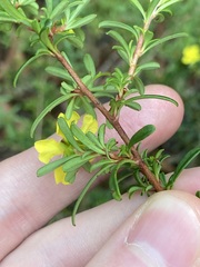Hibbertia monogyna