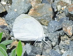 Eurema daira