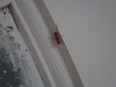 Camponotus hannani