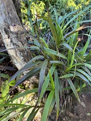 Dianella sandwicensis
