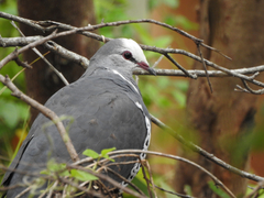 Leucosarcia melanoleuca