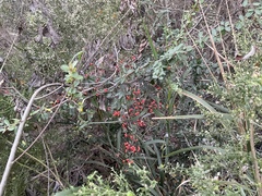 Pyracantha koidzumii