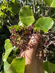 Cheirodendron platyphyllum