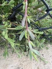 Delosperma litorale