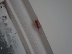 Camponotus hannani