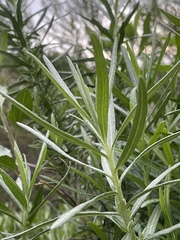 Senecio linearifolius linearifolius
