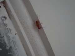 Camponotus hannani
