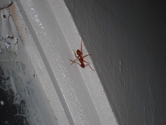 Camponotus hannani
