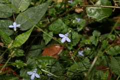 Lobelia trigonocaulis