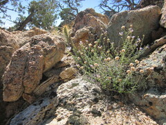 Monardella eremicola