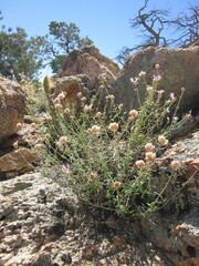 Monardella eremicola