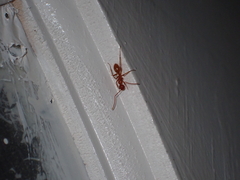 Camponotus hannani