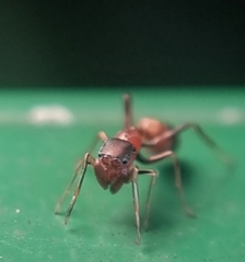 Myrmaplata plataleoides