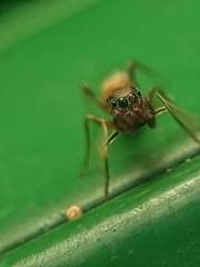 Myrmaplata plataleoides