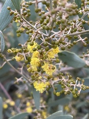 Acacia redolens