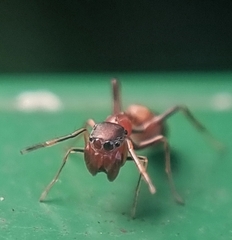 Myrmaplata plataleoides