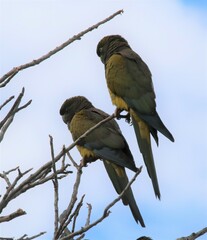 Cyanoliseus patagonus