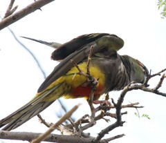 Cyanoliseus patagonus