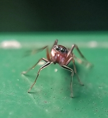Myrmaplata plataleoides