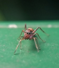 Myrmaplata plataleoides