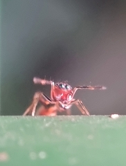 Myrmaplata plataleoides