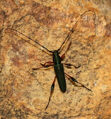 Litopus latipes dispar