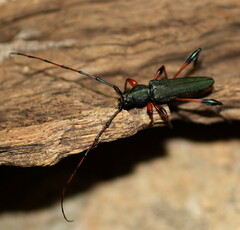 Litopus latipes dispar