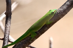 Phelsuma grandis