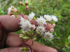 Ageratina gracilis