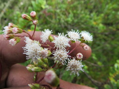 Ageratina gracilis