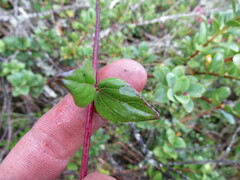 Ageratina gracilis