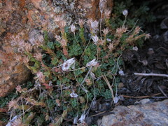 Sedum niveum