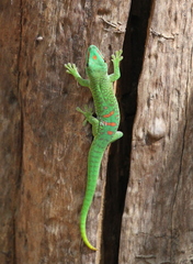 Phelsuma grandis